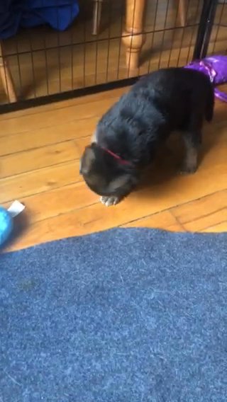 GSD Puppy Updates in Wake Forest, North Carolina