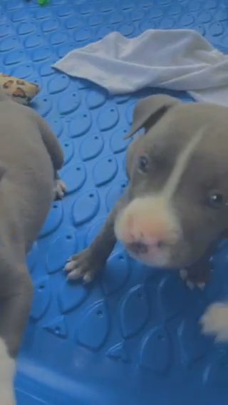 Pure Bread Blue Nose Pups in Orlando, Florida
