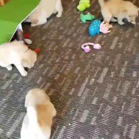 golden retriever puppies in Los Angeles, California