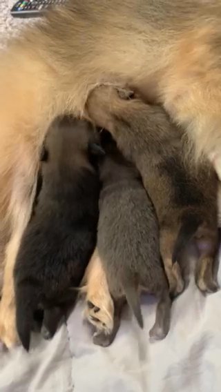 Pomeranian Pups in Columbus, Ohio
