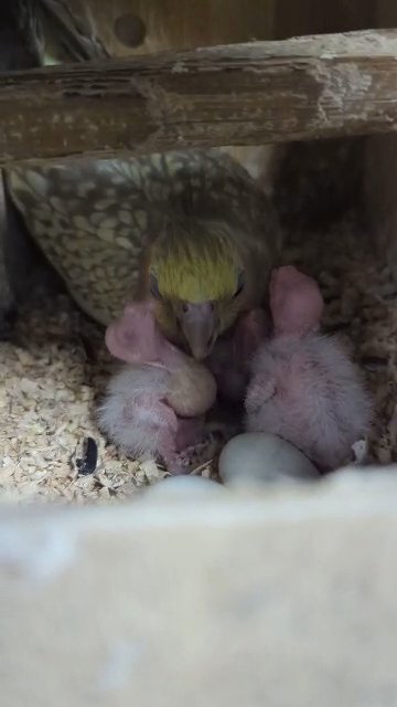 cockatiel in Miami Gardens, Florida