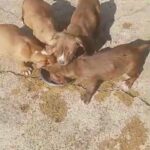 pitbull in Jonesboro, Arkansas