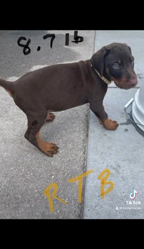 Rehoming AKC European Doberman Pincher Puppies in Sumter, South Carolina