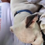 Pitbull in Lumberton, New Jersey