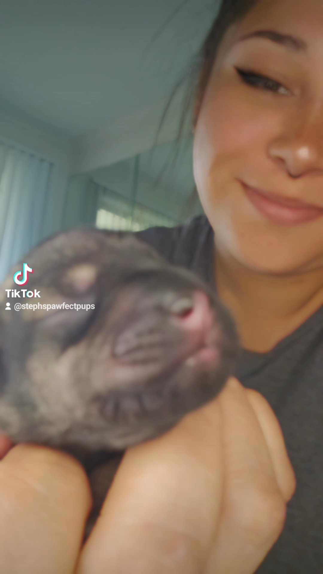 Miniature Schnauzer Puppjes in Englewood, Colorado