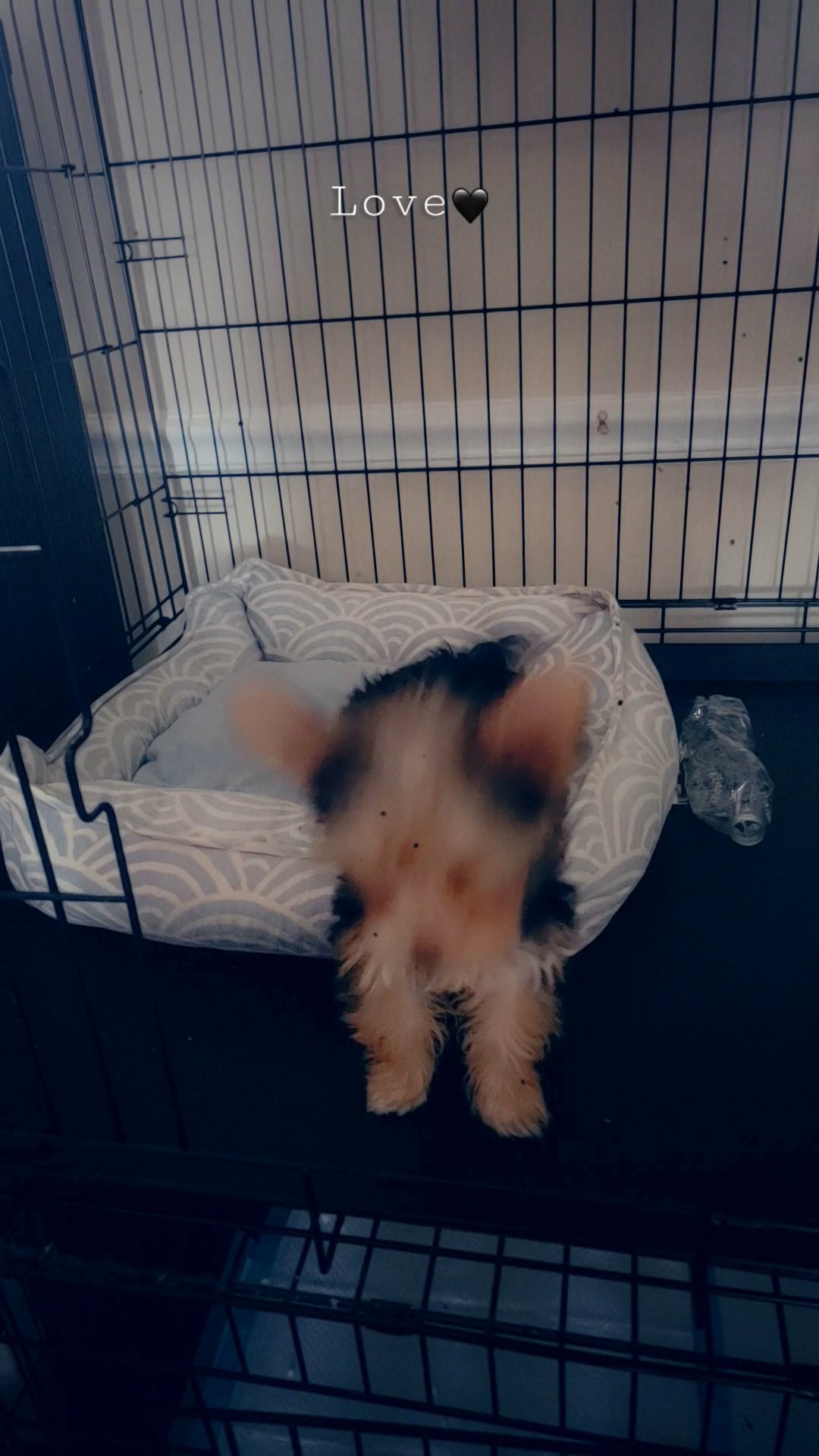 Tiny paws luxury pets in North Augusta, South Carolina