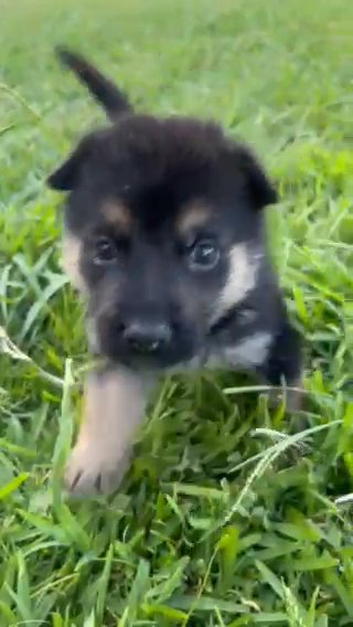 Full Breed German Shepherds in Garland, Texas