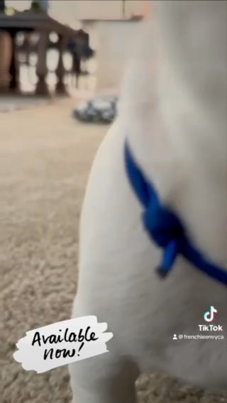 AKC French Bulldog in Fontana, California