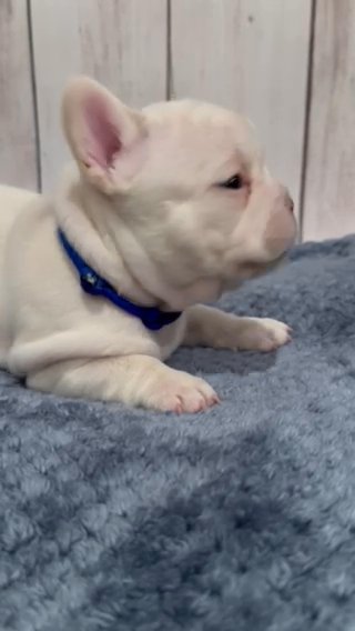 Lilac Platinum Stud Frenchie in Fontana, California