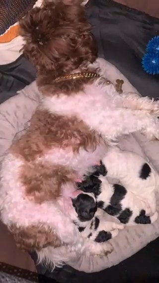 Teddy Bear Puppies in New York City, New York