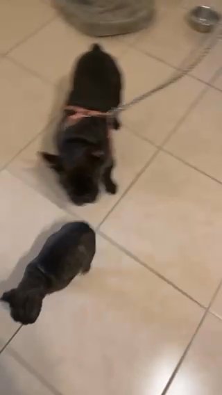 Frenchie Puppies in New Orleans, Louisiana