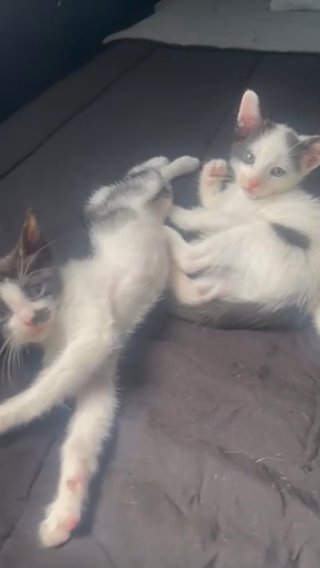 Kittens in Chicago, Illinois