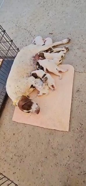 Elhew English pointer puppies in Rancho Cucamonga, California