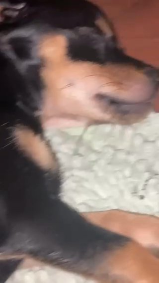 Chihuahua in Florida City, Florida