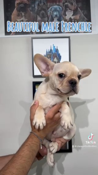 Male French Bulldog in Selden, New York