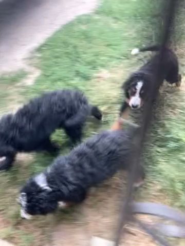 F2 Medium Size Bernedoodles in Coeur d'Alene, Idaho