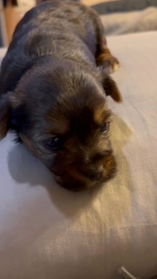 Shorkie in Newark, Delaware