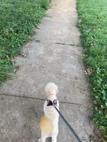 Miniature Poodle in St. Louis, Missouri