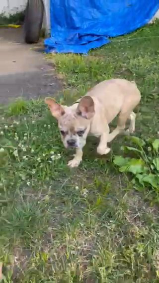 Loki in Ridgefield, New Jersey