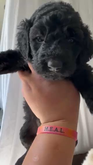 Goldendoodle Puppy in St. Louis, Missouri