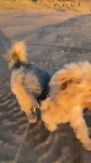 Poodle Terrier Mix in Santa Fe, New Mexico