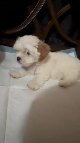 Beautiful Puppies in California City, California
