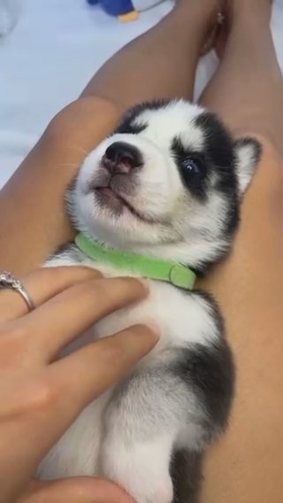 Husky puppy? in Hialeah, Florida