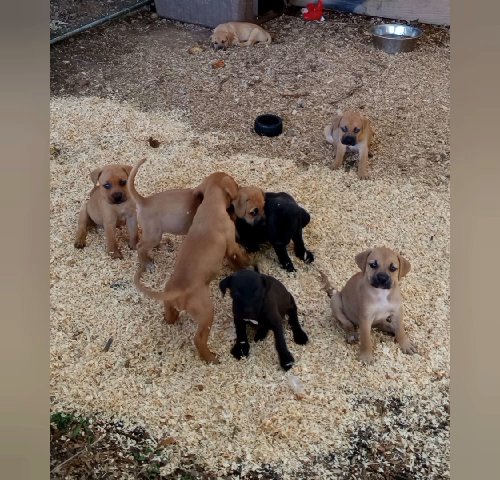 Puppies in Lake Norman of Iredell, North Carolina