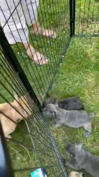 AKC Frenchies in Sacramento, California