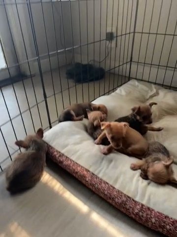 Chihuahua Puppies in Holland, Michigan