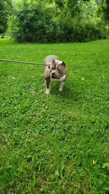 peninsula Bully Camp's Lucy in Washington, District of Columbia