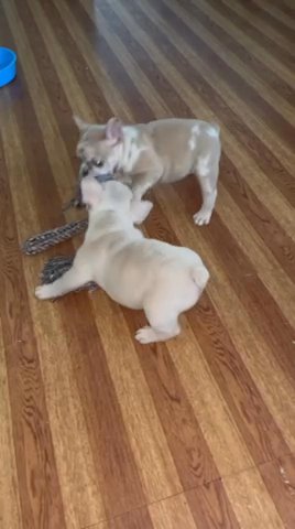 AKC French Bulldog Puppy “PLATINUM” in Detroit, Michigan