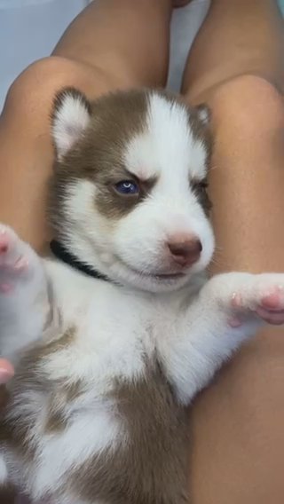 Siberian Husky ? in Hialeah, Florida