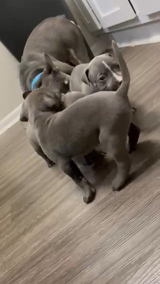 Blue Nose Pit-Bull Puppies in Missouri City, Texas