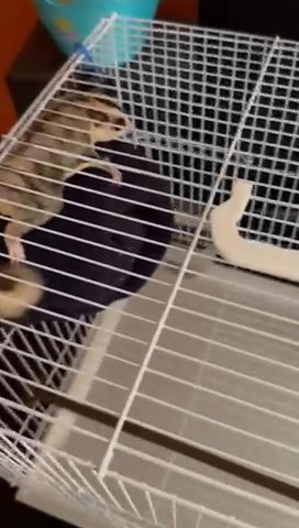 Sugar Glider For Sale in Myrtle Beach, South Carolina