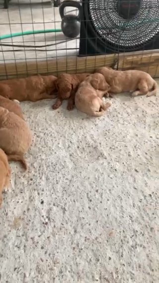 CKC F1b  standard GOLDENDOODLE pups in Houston, Texas