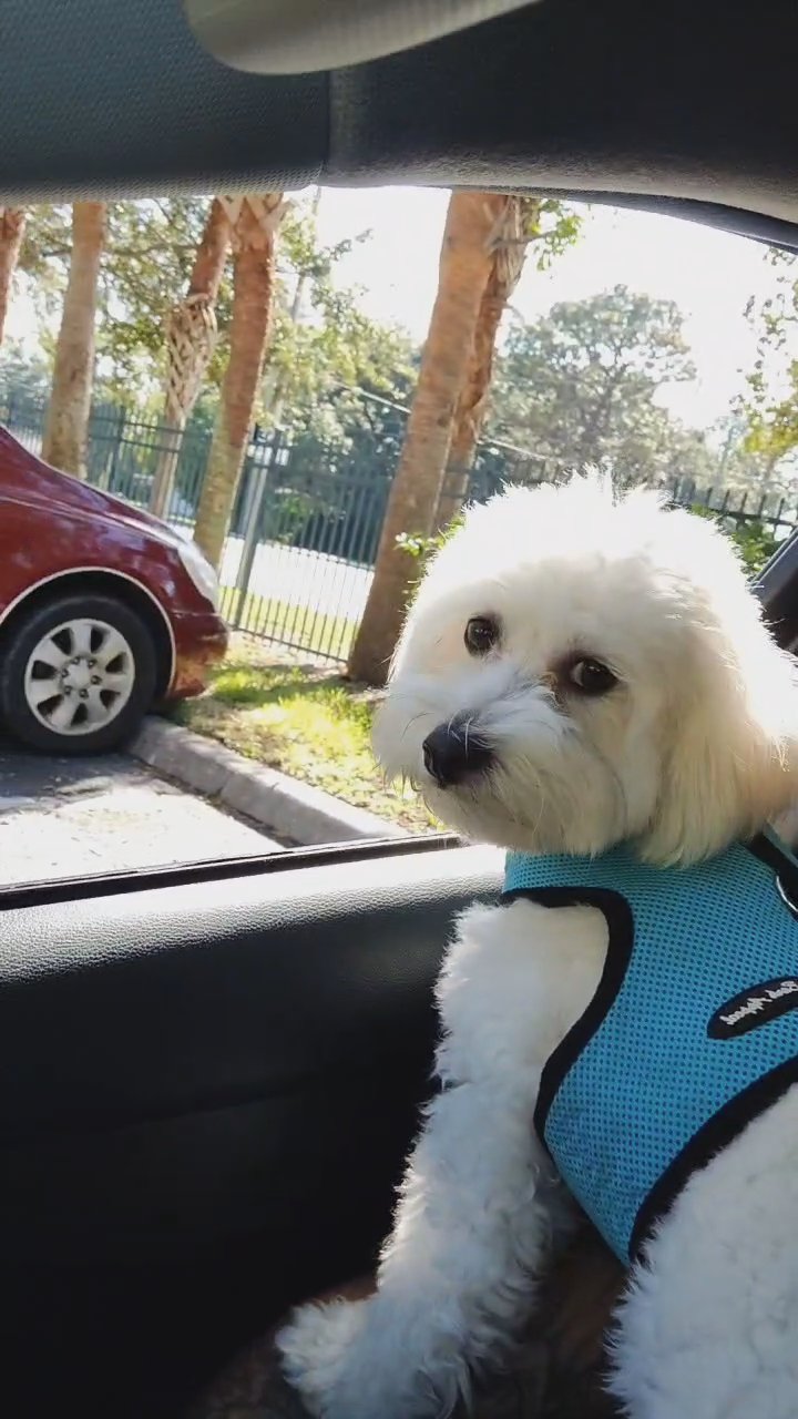 stud muffins havanese in Sarasota, Florida