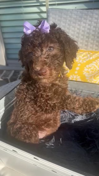 Sunshine -  Chocolate Doodle in Franklin, Tennessee