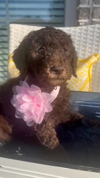 Barbie - Chocolate Doodle in Franklin, Tennessee