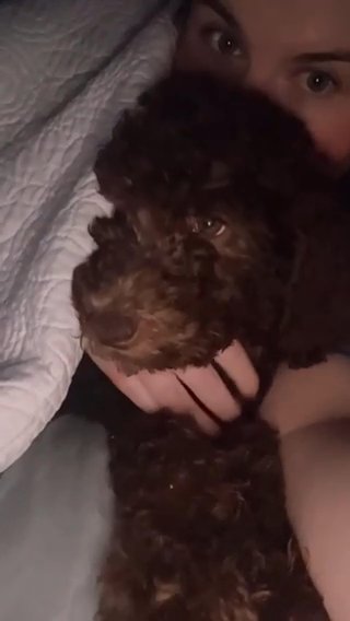 Sunshine - Chocolate Doodle in Franklin, Tennessee