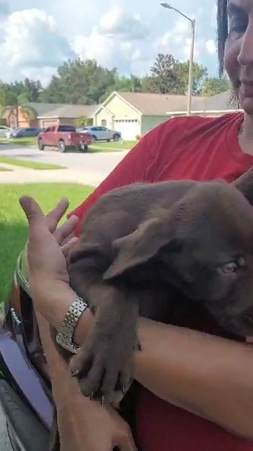 Chocolate Labrador Retriever in Orlando, Florida