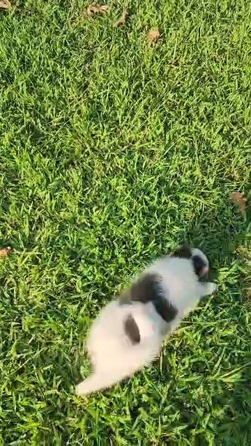 Toy Size Pomsky Puppy, Blue! in Gastonia, North Carolina