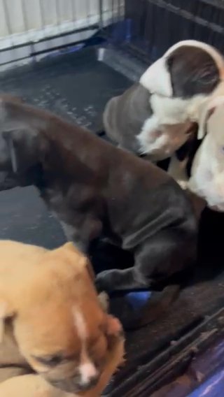 PitBull Puppies for Sale in Washington, District of Columbia
