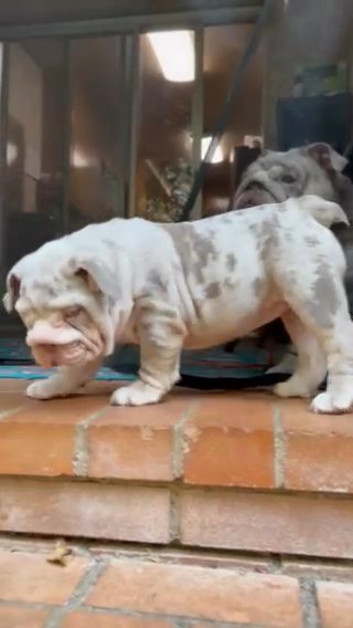 Meet Lizzy ? Gorgeous Lilac Tri Merle in Dallas, Texas