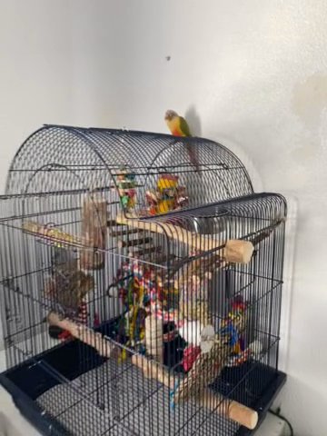 Bird Cage Setup With Young Conure Bird in Nampa, Idaho