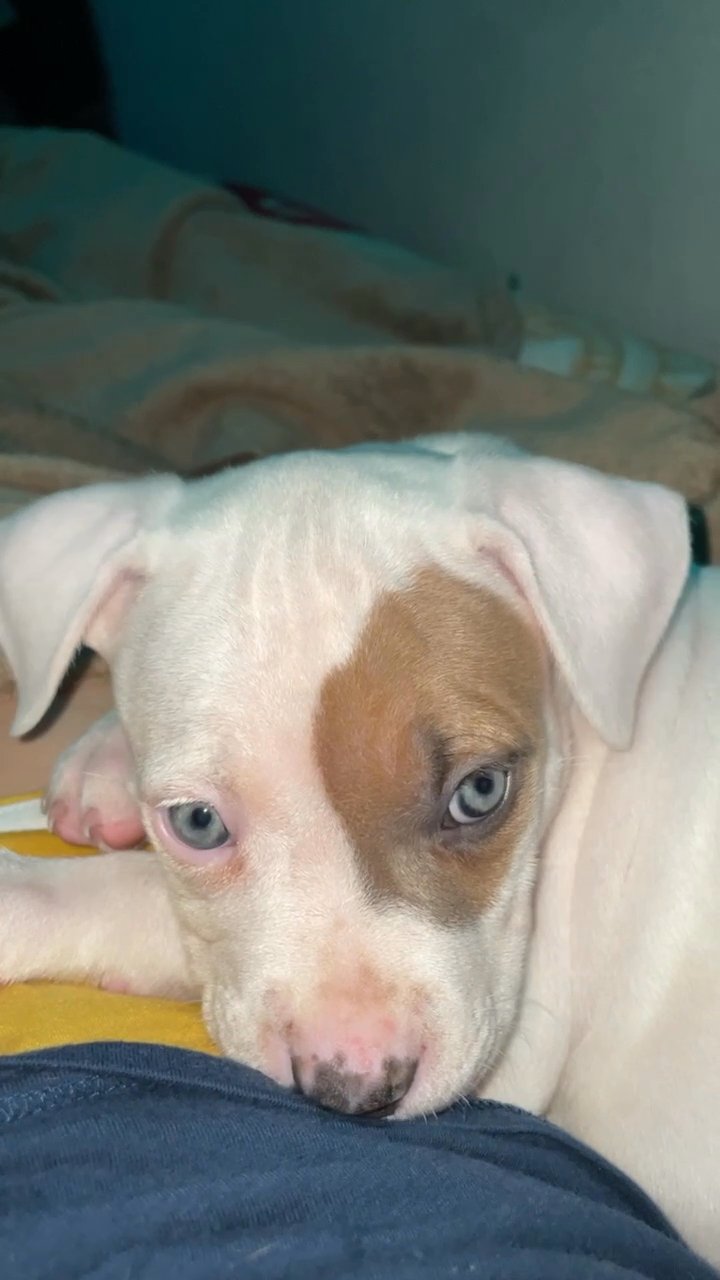 White female pitbull puppy in Arizona City, Arizona