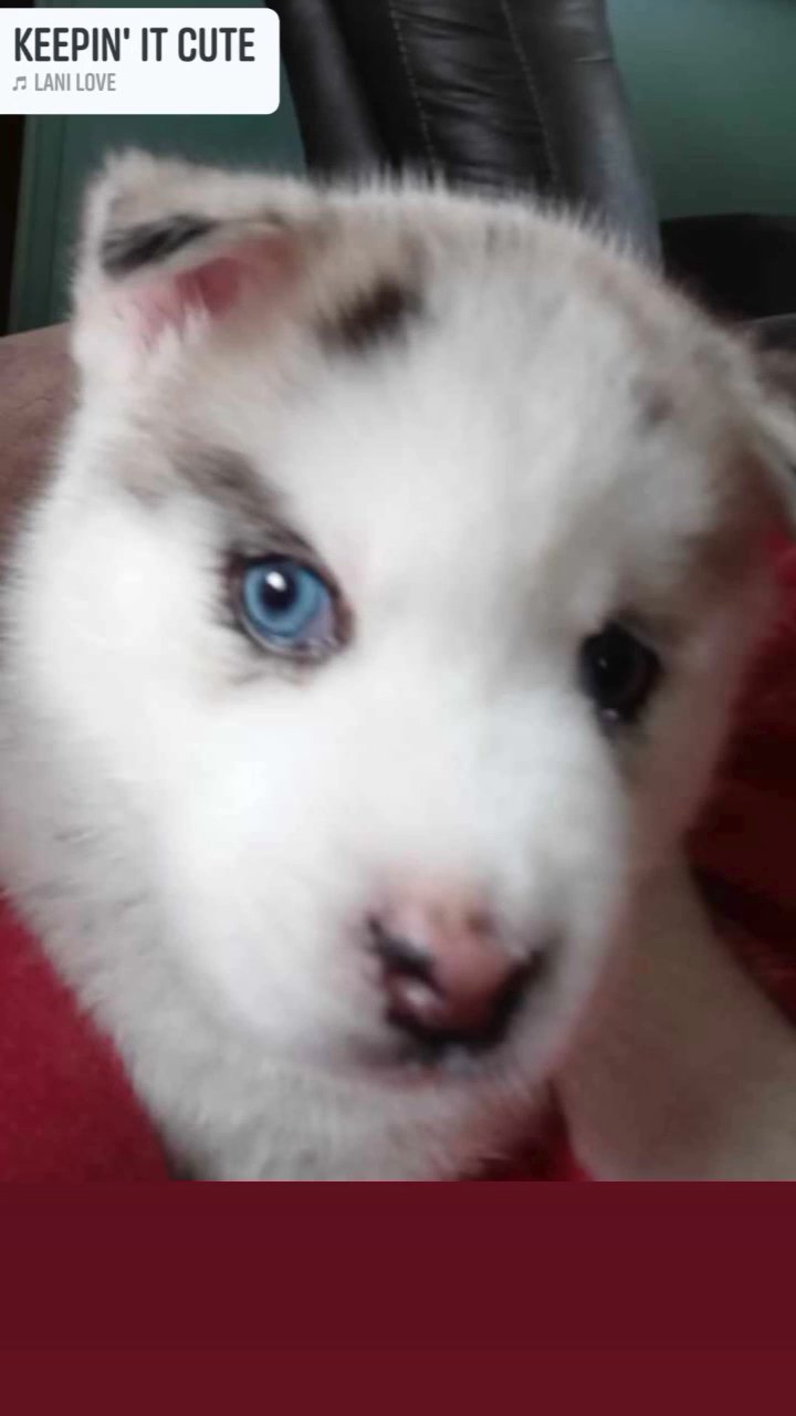 9 week old pomski has first shot and his dewarming in Arizona City, Arizona