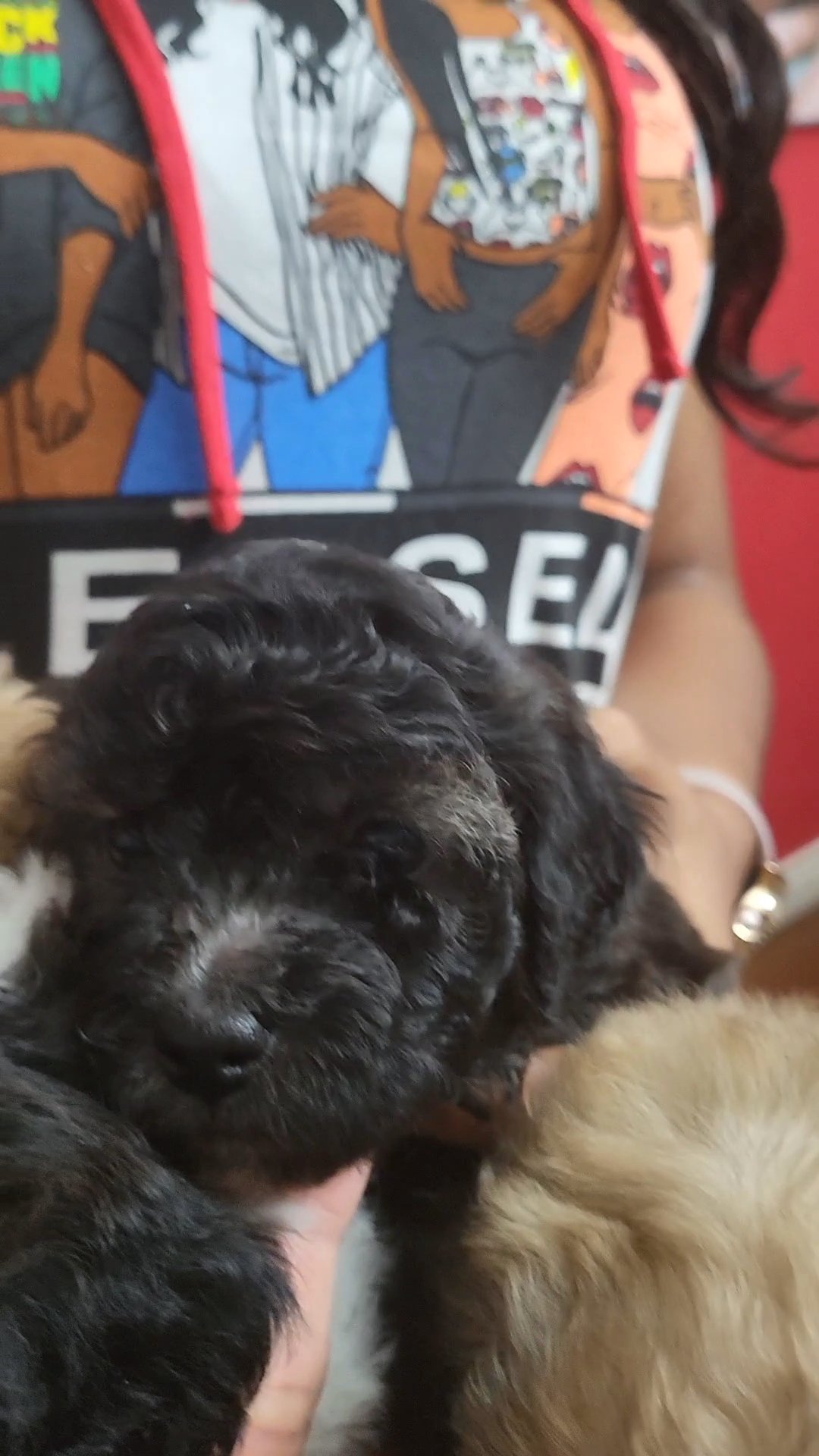 Toy Poodle Puppies! in Arizona City, Arizona
