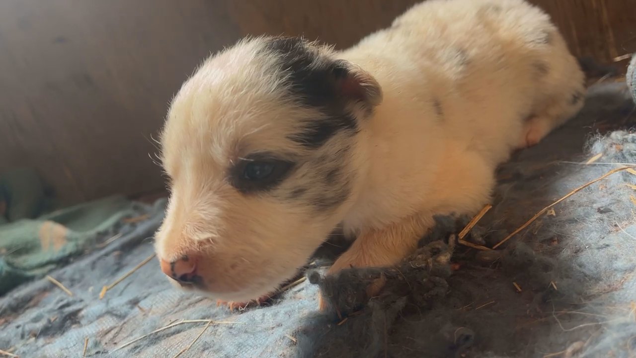 Border Collie Puppies AKC & non AKC in Arizona City, Arizona