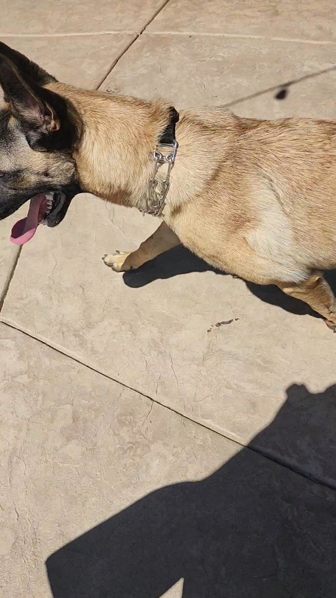 Rescued/Re-Homing Belgian in Arizona City, Arizona
